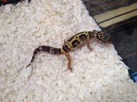 gecko.jpg