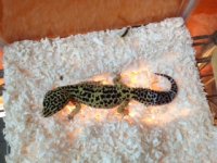 gecko1.jpg