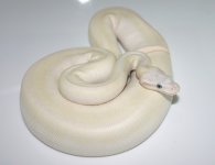 pastel bel.jpg