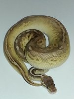 Pastel Gargolye Male #2213.jpg