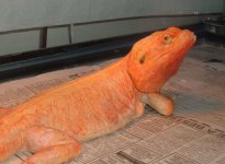 2013_0410Rahjaflame4-11-130015.JPG