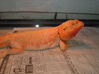 2013_0410Rahjaflame4-11-130007.JPG