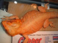 2012_0619Rahja0005.JPG