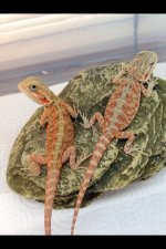 beardies.JPG beardies.JPG