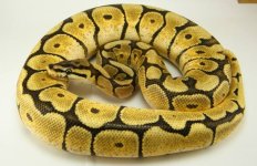 mojavespider520.jpg