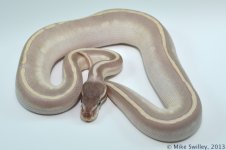 Mystic Potion - Male (1).jpg
