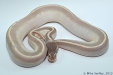 Mystic Potion - Male (2).jpg