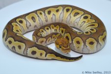 Mojave Clown 1- Male (2).jpg