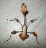 gongylus_gongylodes_5.jpeg