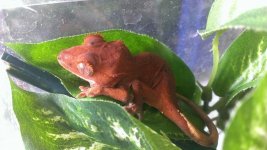 redcrestie.jpg