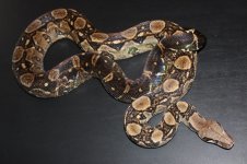 Kaia 001.jpg