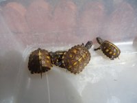 Yearlings 3.jpg