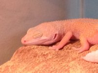 lizards 202.jpg