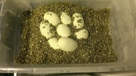 Eggs.jpg