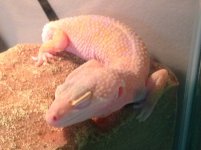 lizards 190.jpg