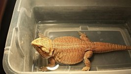 Beardie.jpg