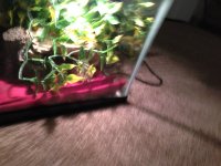 IMG_2823.jpg