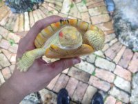 albino RES 1.jpeg