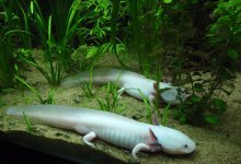 leucistic axolotl2.jpg
