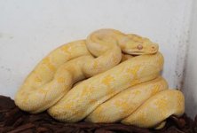 Albino.jpg
