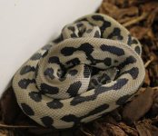 Axanthic.jpg
