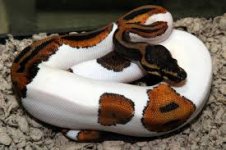 python.jpg