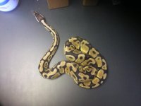 pastel het ghost 2.jpg