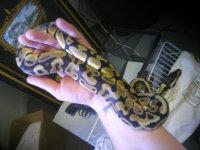 pastel het ghost 1.jpg