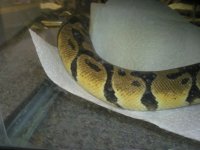 pastel het ghost 3.jpg