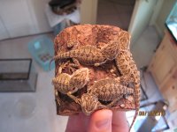 baby dragons 005.jpg