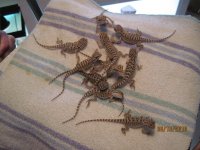 baby dragons 006.jpg