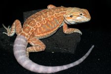 Male hypo or.jpg
