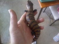 2nd skink we never got .jpg 2nd skink we never got .jpg