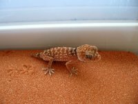 amyae hatchlings for sale 003.JPG