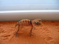 amyae hatchlings for sale 006.JPG