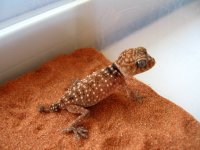 amyae hatchlings for sale 008.JPG