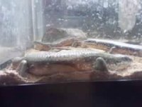leathermans skinny skink.jpeg
