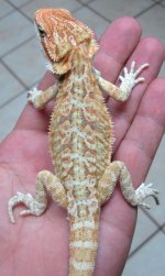 (Male) hypo italian leather back  Poss Het Italian LeatherbackTransluscent (Father Mojo) x (Moth.jpg