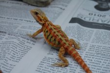 DSC_1857.jpg