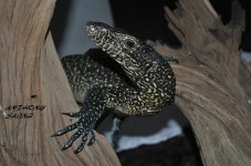 DSC_0033.jpg
