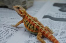 DSC_1858.jpg