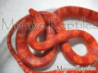 AmelBloodred0810-2-1.jpg