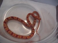1007FluorescentMale-1.JPG