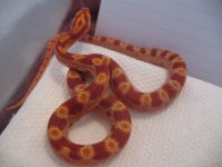 1008AmelBRMale-6.JPG