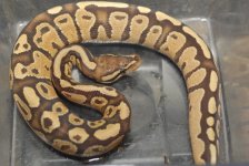 Fire Ball Python  200.jpg