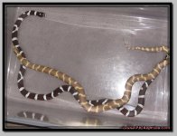 Domino_Jaxx_breed1.jpg