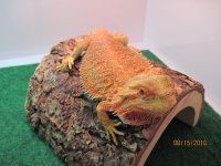 baby dragons 007.jpg
