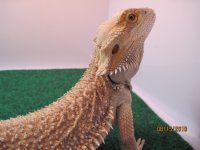 baby dragons 009.jpg