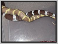 Domino_Jaxx_breed2.jpg