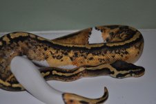 DSC_1284.jpg